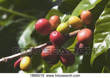 coffee plant (coffea), kauai, hawaii, usa View Large Photo Image Stock Photo - coffee plant (coffea), kauai, hawaii, usa. Fotosearch