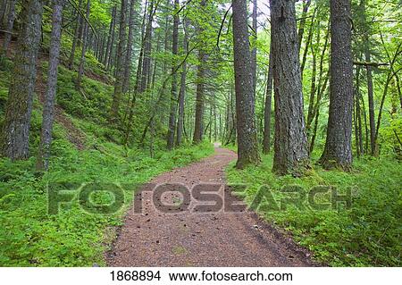 columbia river gorge national scenic area, oregon, united states of america; path running through the forest View Large Photo Image Picture - columbia river gorge national scenic area, oregon, united states of america; path running through the forest. Fotosearch