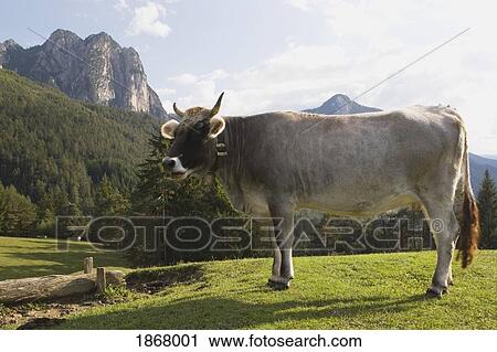 Stock Image - cow in a meadow, fie allo sciliar, alto adige, italy. Fotosearch