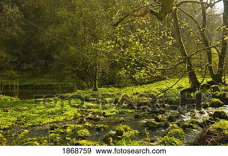 Stock Photo - cressbrook, derbyshire, england; river wye in peak district national park. Fotosearch