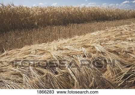 Stock Image - Cut ripe wheat in field, Alberta, Canada. Fotosearch