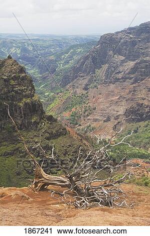 dead tree, waimea canyon state park, kauai, hawaii, usa View Large Photo Image Stock Image - dead tree, waimea canyon state park, kauai, hawaii, usa. Fotosearch