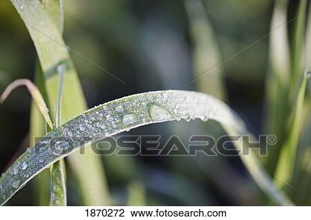 dew drops on a blade of grass View Large Photo Image Stock Image - dew drops on a blade of grass. Fotosearch
