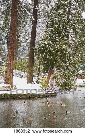 Stock Image - ducks in a lake, portland, oregon, usa. Fotosearch