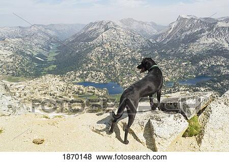 eagle cap wilderness, oregon, united states of america; a dog on the summit of eagle cap peak View Large Photo Image Stock Photo - eagle cap wilderness, oregon, united states of america; a dog on the summit of eagle cap peak. Fotosearch