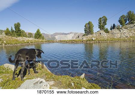eagle cap wilderness, oregon, united states of america; a dog at hobo lake in the wallowas View Large Photo Image Stock Photography - eagle cap wilderness, oregon, united states of america; a dog at hobo lake in the wallowas. Fotosearch