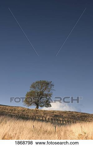 elsdonburn, northumberland, england; a lone tree on a field View Large Photo Image Stock Photo - elsdonburn, northumberland, england; a lone tree on a field. Fotosearch