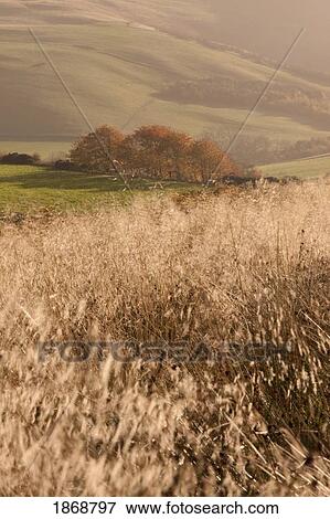 Stock Photo - elsdonburn, northumberland, england; grass growing on the hills. Fotosearch