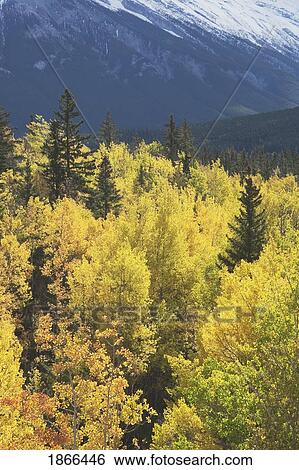 Fall trees in the mountains View Large Photo Image Stock Photograph - Fall trees in the mountains. Fotosearch