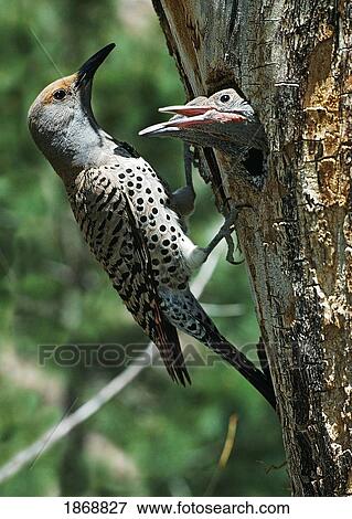 female northern flicker (colaptes auratus) greeted by young in nest in the cavity of a tree View Large Photo Image Stock Photo - female northern flicker (colaptes auratus) greeted by young in nest in the cavity of a tree. Fotosearch