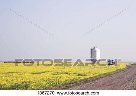Stock Image - flowering canola field, grain silo and truck, south of calgary, alberta, canada. Fotosearch