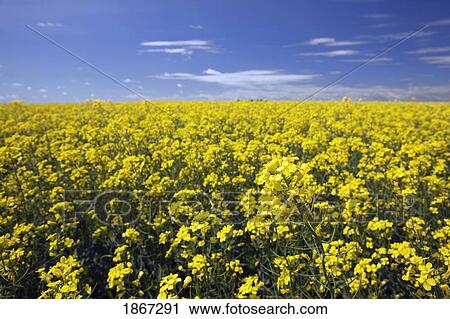 Stock Image - flowering canola, southeast of calgary, alberta, canada. Fotosearch
