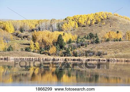 Foothills reflected in lake in autumn, Alberta, Canada View Large Photo Image Stock Photo - Foothills reflected in lake in autumn, Alberta, Canada. Fotosearch