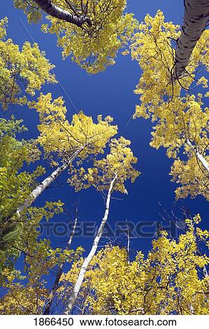 forest during autumn, kananaskis, alberta, canada View Large Photo Image Stock Image - forest during autumn, kananaskis, alberta, canada. Fotosearch