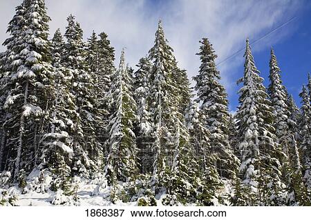 Stock Photo - forest. Fotosearch