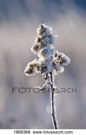 Frost on dried plant, Calgary, Alberta, Canada View Large Photo Image Stock Photo - Frost on dried plant, Calgary, Alberta, Canada. Fotosearch