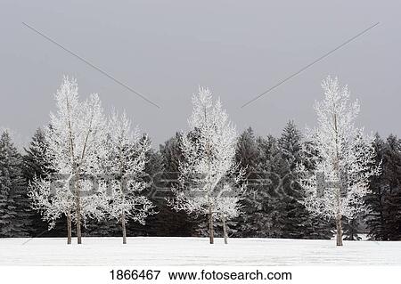 Frost on trees, Calgary, Alberta, Canada View Large Photo Image Stock Photo - Frost on trees, Calgary, Alberta, Canada. Fotosearch