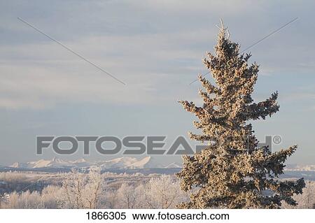 Frost on trees, Canadian Rockies, Alberta, Canada View Large Photo Image Stock Photography - Frost on trees, Canadian Rockies, Alberta, Canada. Fotosearch