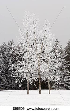 Stock Photograph - Frost on trees. Fotosearch