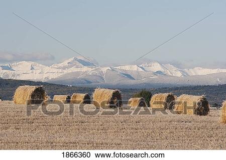 Stock Image - Frosted hay bales in cut field, Alberta, Canada. Fotosearch