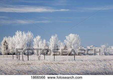 Frosted trees View Large Photo Image Stock Photograph - Frosted trees. Fotosearch