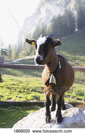 Stock Image - goat kid, bad goisern, salzkammergut, austria. Fotosearch