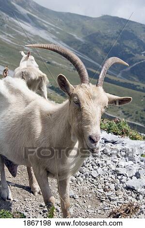 Goat on a mountain trail View Large Photo Image Stock Photo - Goat on a mountain trail. Fotosearch