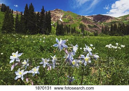 gothic, colorado, united states of america; colorado blue columbine wildflowers (aquilegia caerulea) along the smuggler's gulch trail View Large Photo Image Stock Image - gothic, colorado, united states of america; colorado blue columbine wildflowers (aquilegia caerulea) along the smuggler's gulch trail. Fotosearch