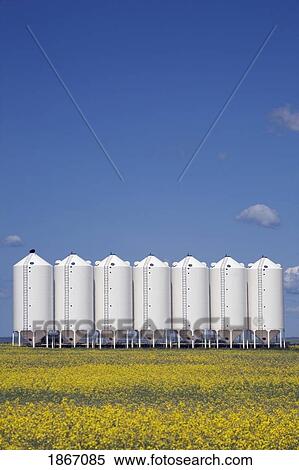 Stock Photography - Grain bins in a canola field. Fotosearch