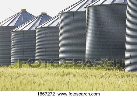 grain silos in a barley field, west of calgary, alberta, canada View Large Photo Image Stock Image - grain silos in a barley field, west of calgary, alberta, canada. Fotosearch