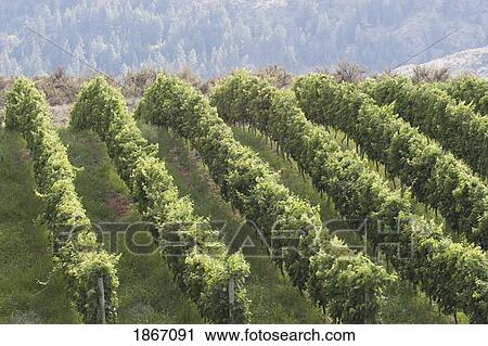 Grape vineyard, Okanogan, British Columbia, Canada View Large Photo Image Stock Image - Grape vineyard, Okanogan, British Columbia, Canada. Fotosearch