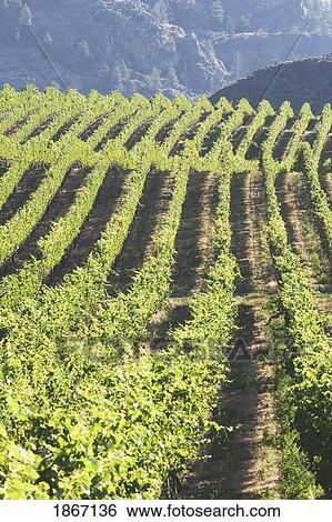 Stock Photograph - Grape vineyard, Okanogan, British Columbia, Canada. Fotosearch