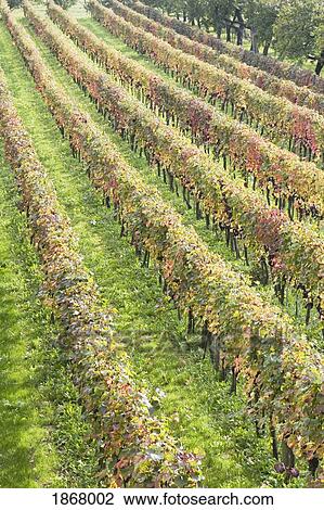 grapevines in autumn, spitz, austria View Large Photo Image Stock Image - grapevines in autumn, spitz, austria. Fotosearch