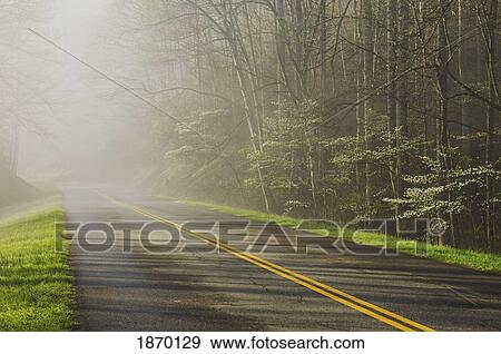 great smoky lake mountains national park, united states of america; road leading into mountain fog and flowering dogwood trees (cornus florida) View Large Photo Image Stock Photo - great smoky lake mountains national park, united states of america; road leading into mountain fog and flowering dogwood trees (cornus florida). Fotosearch
