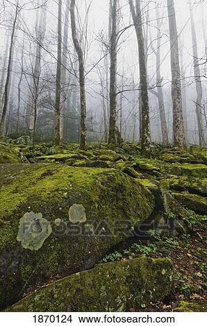 Picture - great smoky mountains national park, tennessee, united states of america; moss covered boulders in the foggy poplar forest. Fotosearch