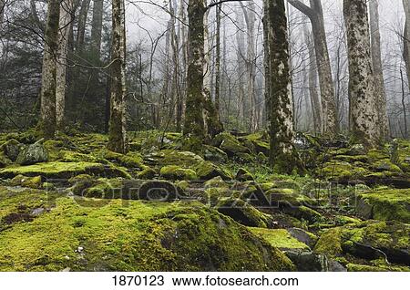 great smoky mountains national park, tennessee, united states of america; moss covered boulders in the foggy poplar forest View Large Photo Image Stock Image - great smoky mountains national park, tennessee, united states of america; moss covered boulders in the foggy poplar forest. Fotosearch