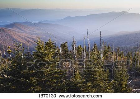 great smoky mountains national park, north carolina, united states of america; fraser fir trees (abies fraseri) killed by the balsam woolly adelgid (adelges piceae) viewed from clingman's dome View Large Photo Image Stock Image - great smoky mountains national park, north carolina, united states of america; fraser fir trees (abies fraseri) killed by the balsam woolly adelgid (adelges piceae) viewed from clingman's dome. Fotosearch