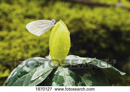 great smoky mountains national park, united states of america; white butterfly resting on a yellow trillium (trillium luteum) wildflower View Large Photo Image Stock Photo - great smoky mountains national park, united states of america; white butterfly resting on a yellow trillium (trillium luteum) wildflower. Fotosearch
