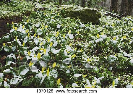 Stock Photo - great smoky mountains national park, united states of america; snow on a patch of yellow trillium (trillium luteum) wildflowers. Fotosearch