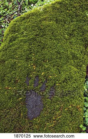 Stock Photography - great smoky mountains national park, united states of america; bear footprint carved into a moss covered rock along a trail. Fotosearch