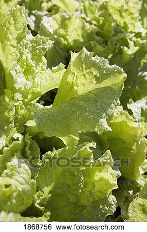 Stock Photograph - green leaf lettuce. Fotosearch