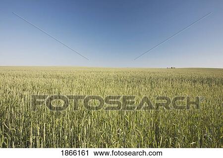 Green wheat field, Alberta, Canada View Large Photo Image Stock Image - Green wheat field, Alberta, Canada. Fotosearch