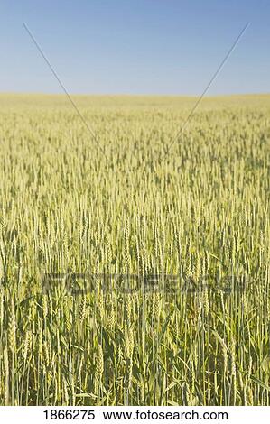 Green wheat field, Alberta, Canada View Large Photo Image Stock Photography - Green wheat field, Alberta, Canada. Fotosearch