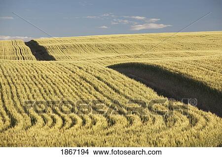 green wheat field, central alberta, canada View Large Photo Image Picture - green wheat field, central alberta, canada. Fotosearch