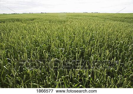 Stock Photo - green wheat field, east of calgary, alberta, canada. Fotosearch