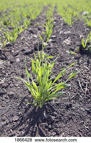 Stock Photo - growing grain, west of calgary, alberta, canada. Fotosearch