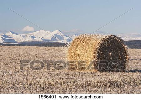 Hay bale in cut field, Alberta, Canada View Large Photo Image Stock Image - Hay bale in cut field, Alberta, Canada. Fotosearch