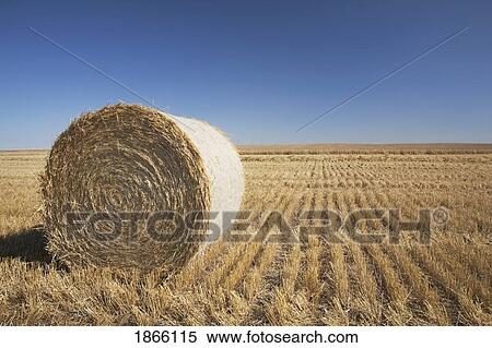 Hay bale in cut field, Alberta, Canada View Large Photo Image Stock Photography - Hay bale in cut field, Alberta, Canada. Fotosearch