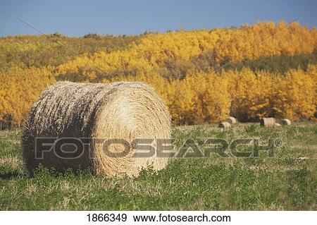 Hay bale with autumn colors, Alberta, Canada View Large Photo Image Stock Photo - Hay bale with autumn colors, Alberta, Canada. Fotosearch