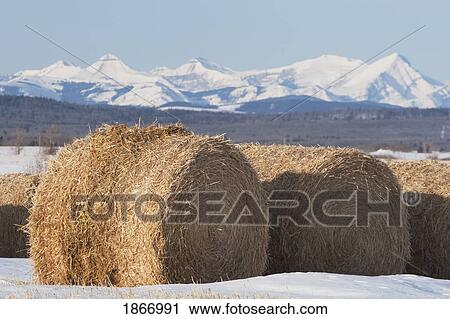 hay bales and mountains, west of calgary, alberta, canada View Large Photo Image Stock Image - hay bales and mountains, west of calgary, alberta, canada. Fotosearch